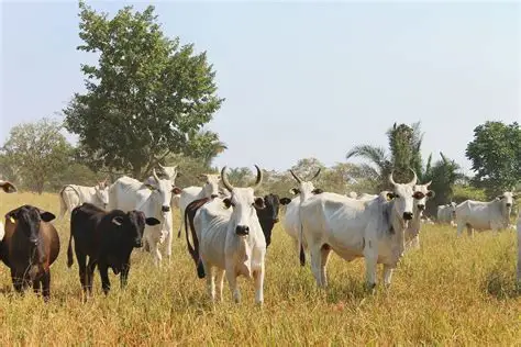 Filière animale | Transhumance dans le nord du pays
